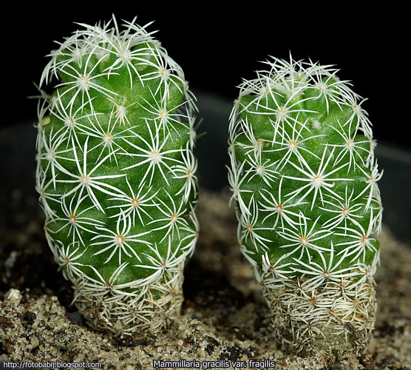 Plant Gallery - Encyklopedia Roślin: Mammillaria gracilis var. fragilis